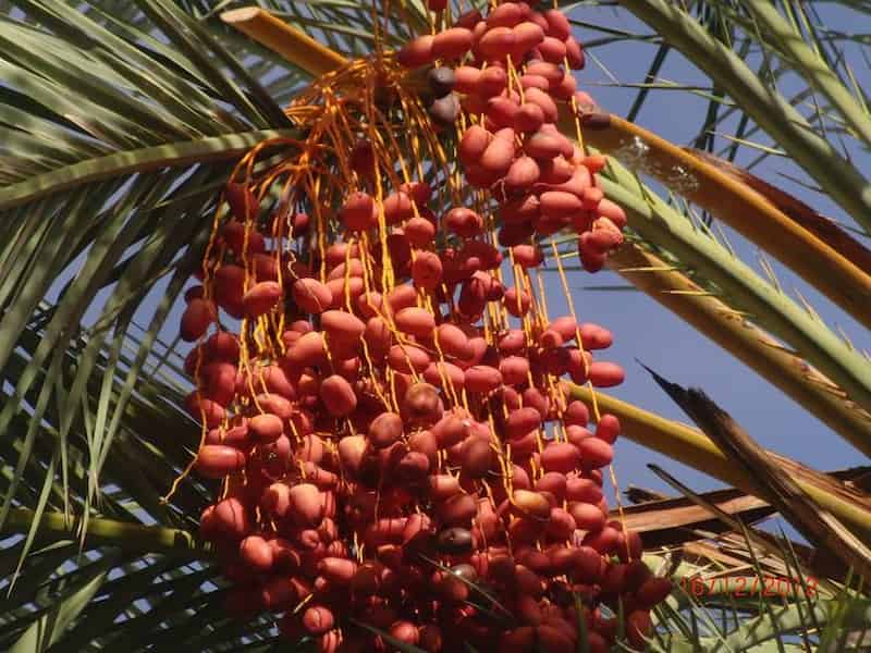 تصویر 1 از خرما ربی عمده انتخابی مناسب برای تامین بازار داخلی